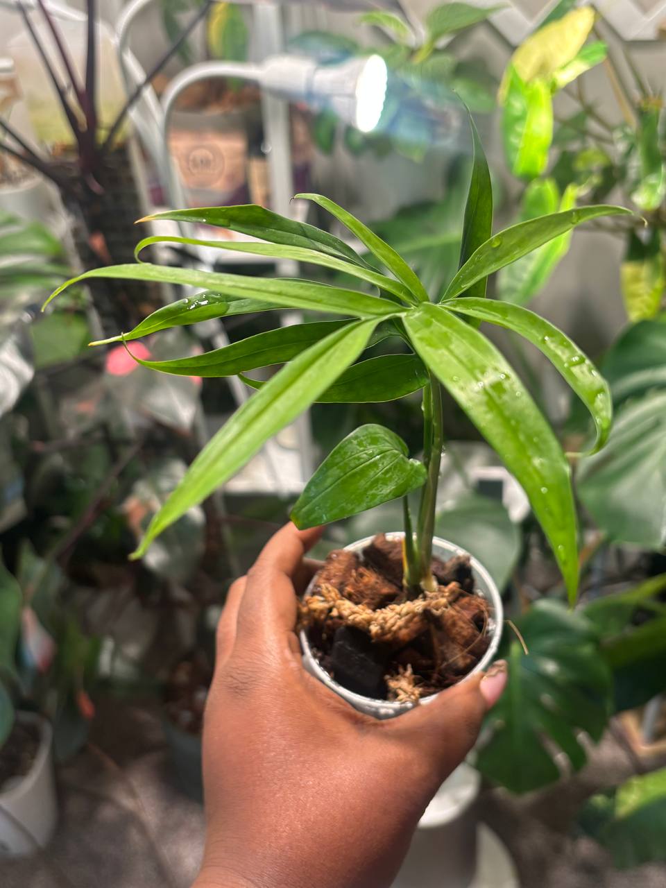 Monstera Spinunata live plant - photo 1 of 6