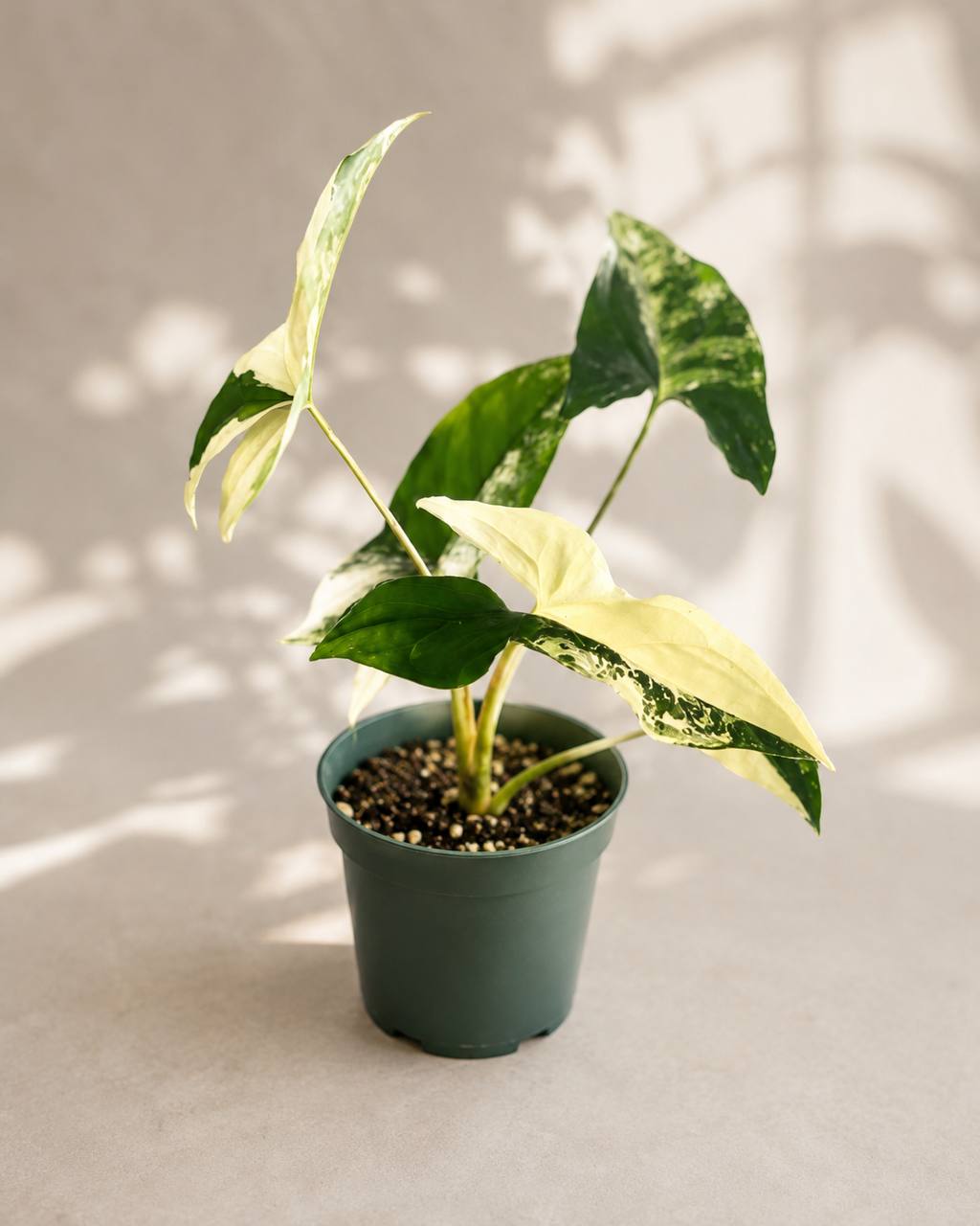 Syngonium Albo live plant with white and green variegated leaves - photo 1