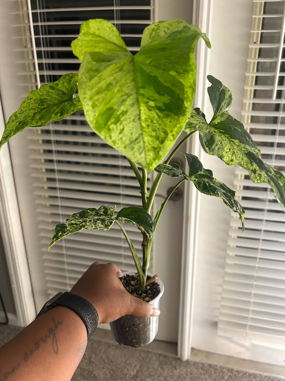 Syngonium Mojito live plant with speckled green variegated leaves - photo 1