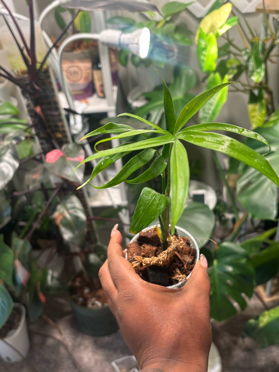 Monstera Spinunata live plant - photo 2 of 6