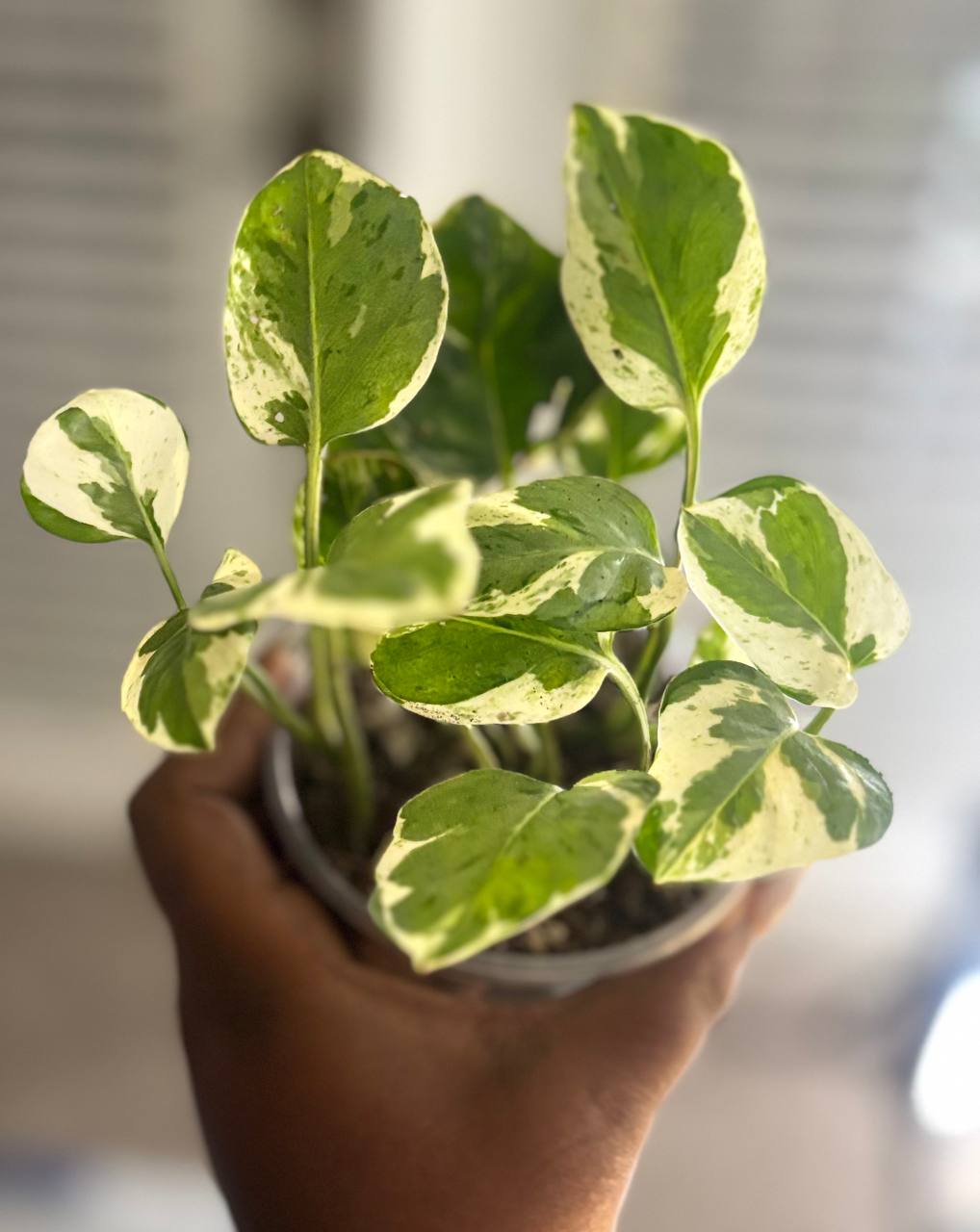 Top view of an N’Joy pothos plant in a clear nursery cup