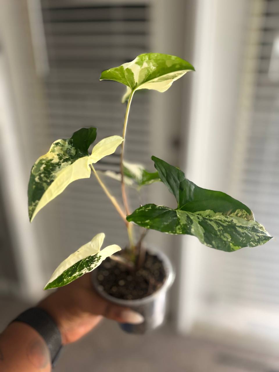Syngonium Albo live plant with white and green variegated leaves - photo 2