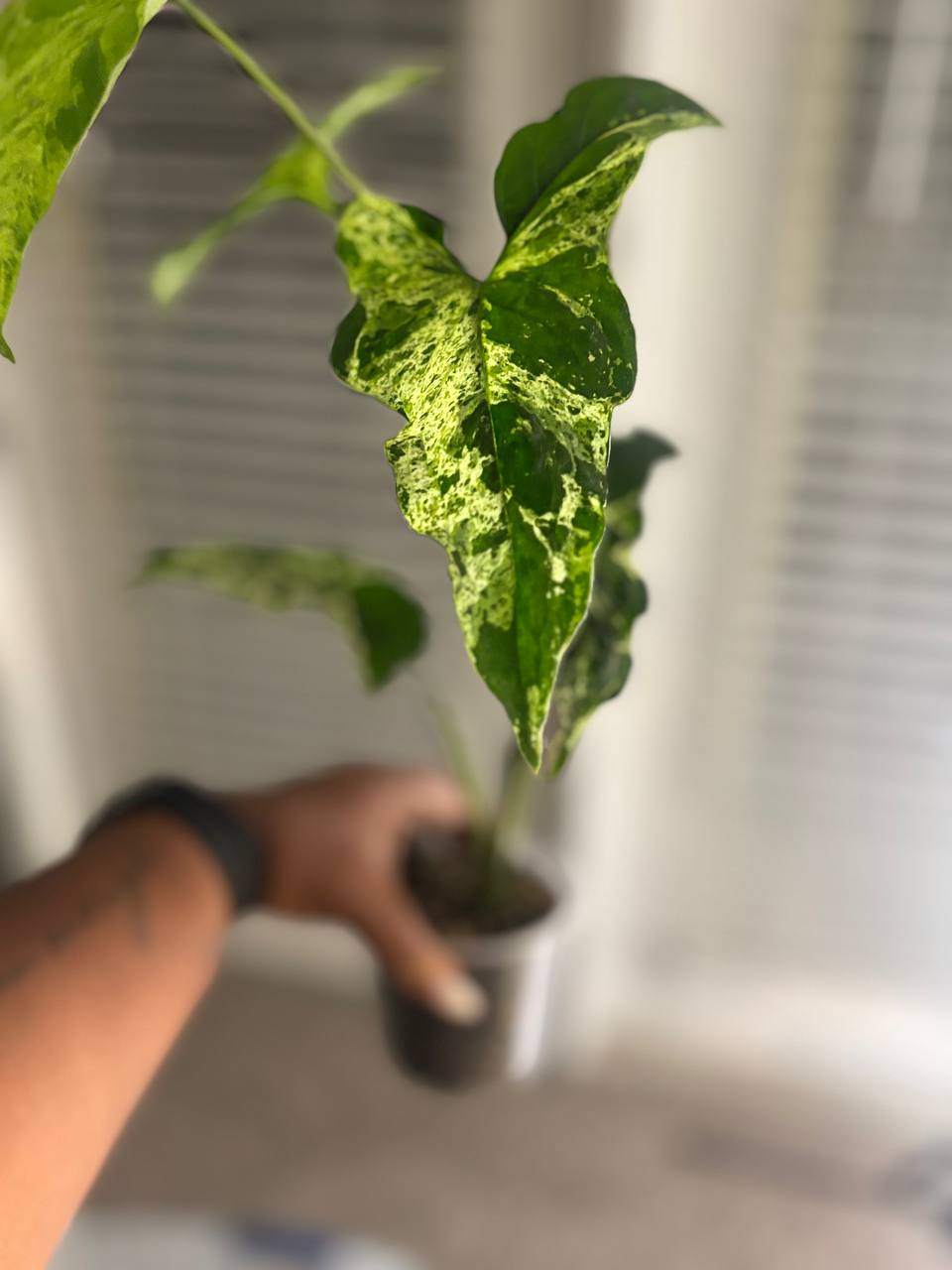 Syngonium Mojito live plant with speckled green variegated leaves - photo 2