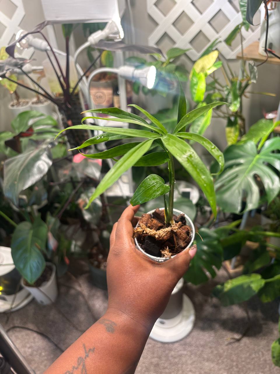 Monstera Spinunata live plant - photo 3 of 6