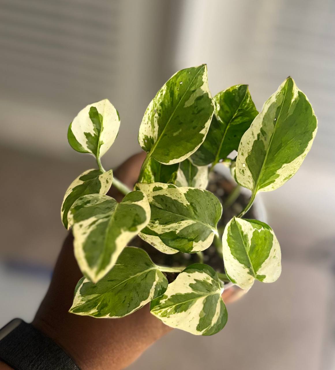 Close-up of N’Joy pothos variegated leaves