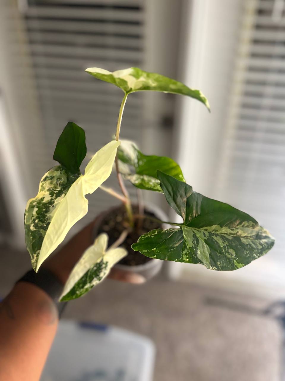 Syngonium Albo live plant with white and green variegated leaves - photo 3