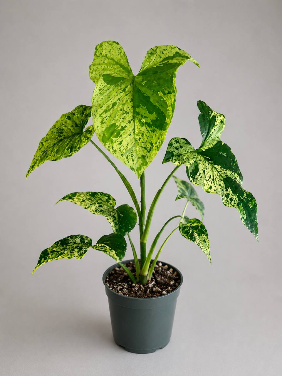 Syngonium Mojito live plant with speckled green variegated leaves - photo 3