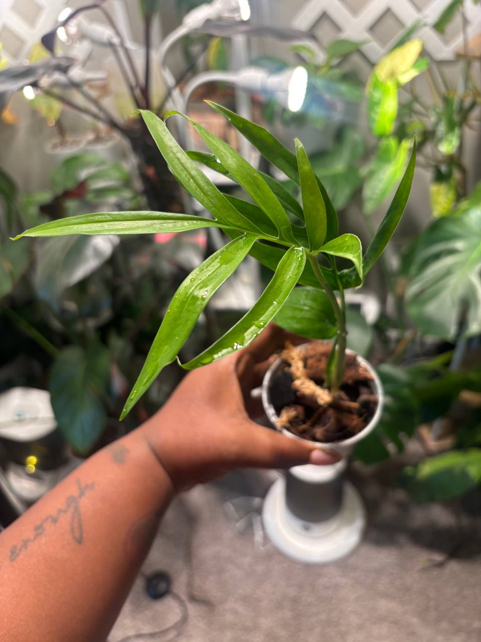Monstera Spinunata live plant - photo 4 of 6
