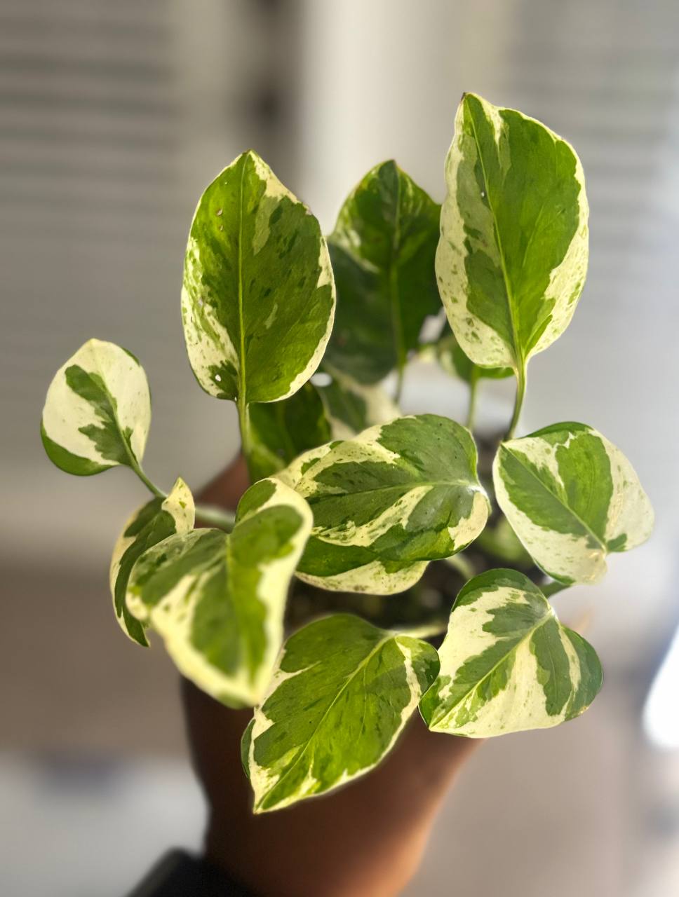 N’Joy pothos leaves showing green and cream variegation