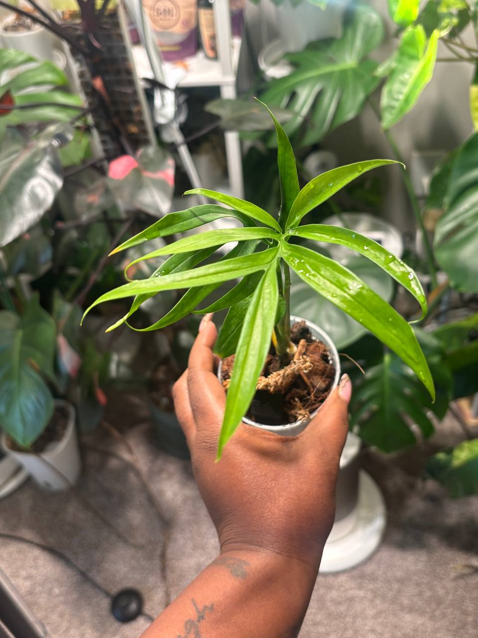 Monstera Spinunata live plant - photo 5 of 6