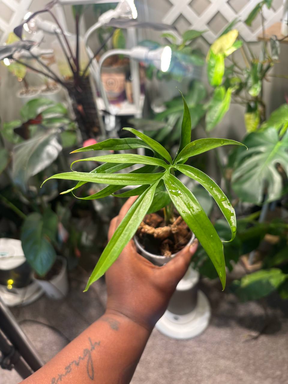 Monstera Spinunata live plant - photo 6 of 6