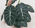 Live Plant: Alocasia ‘Black Velvet’ Starter