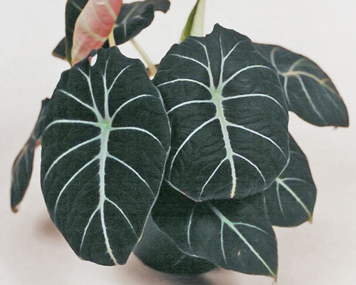 Live Plant: Alocasia ‘Black Velvet’ Starter