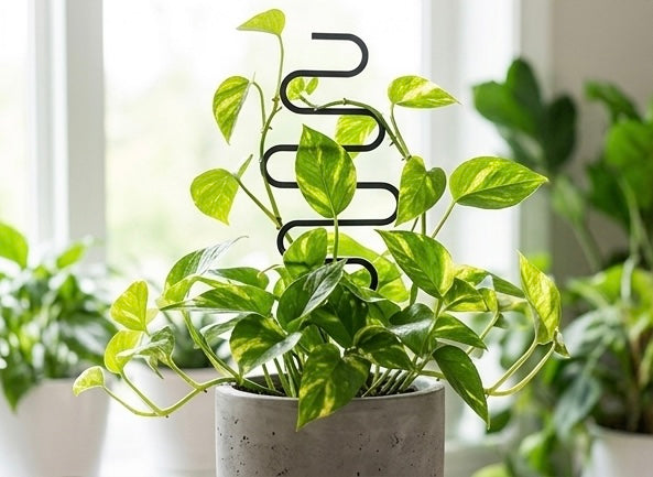 3D Printed Plant Trellis 3 Pack - Black