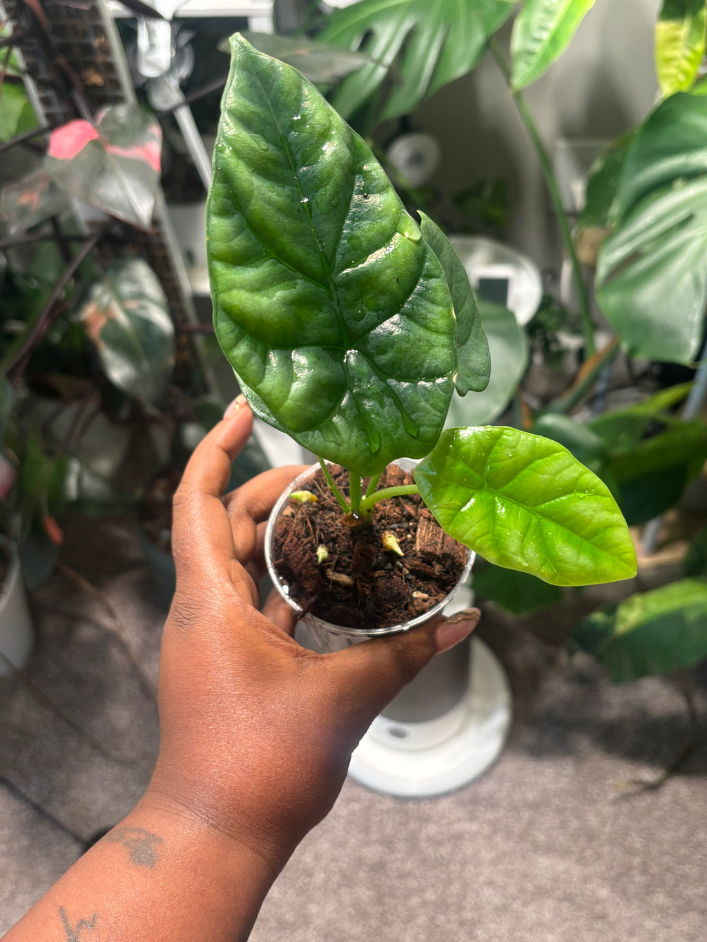 Live Plant: Alocasia sinuata “Quilted Dreams”