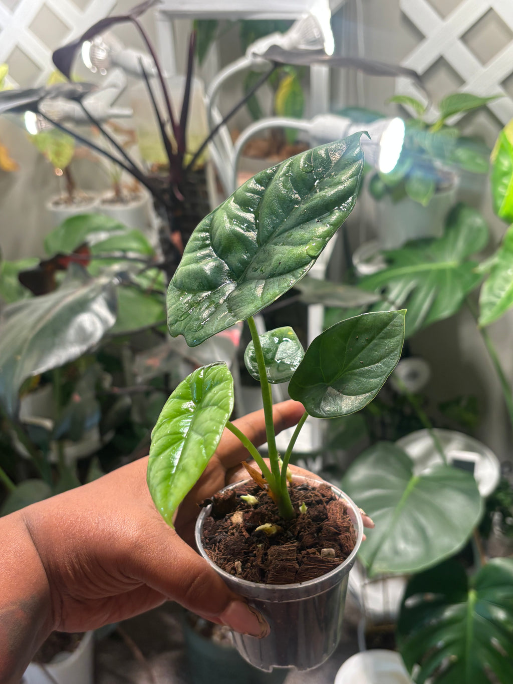 Live Plant: Alocasia sinuata “Quilted Dreams”