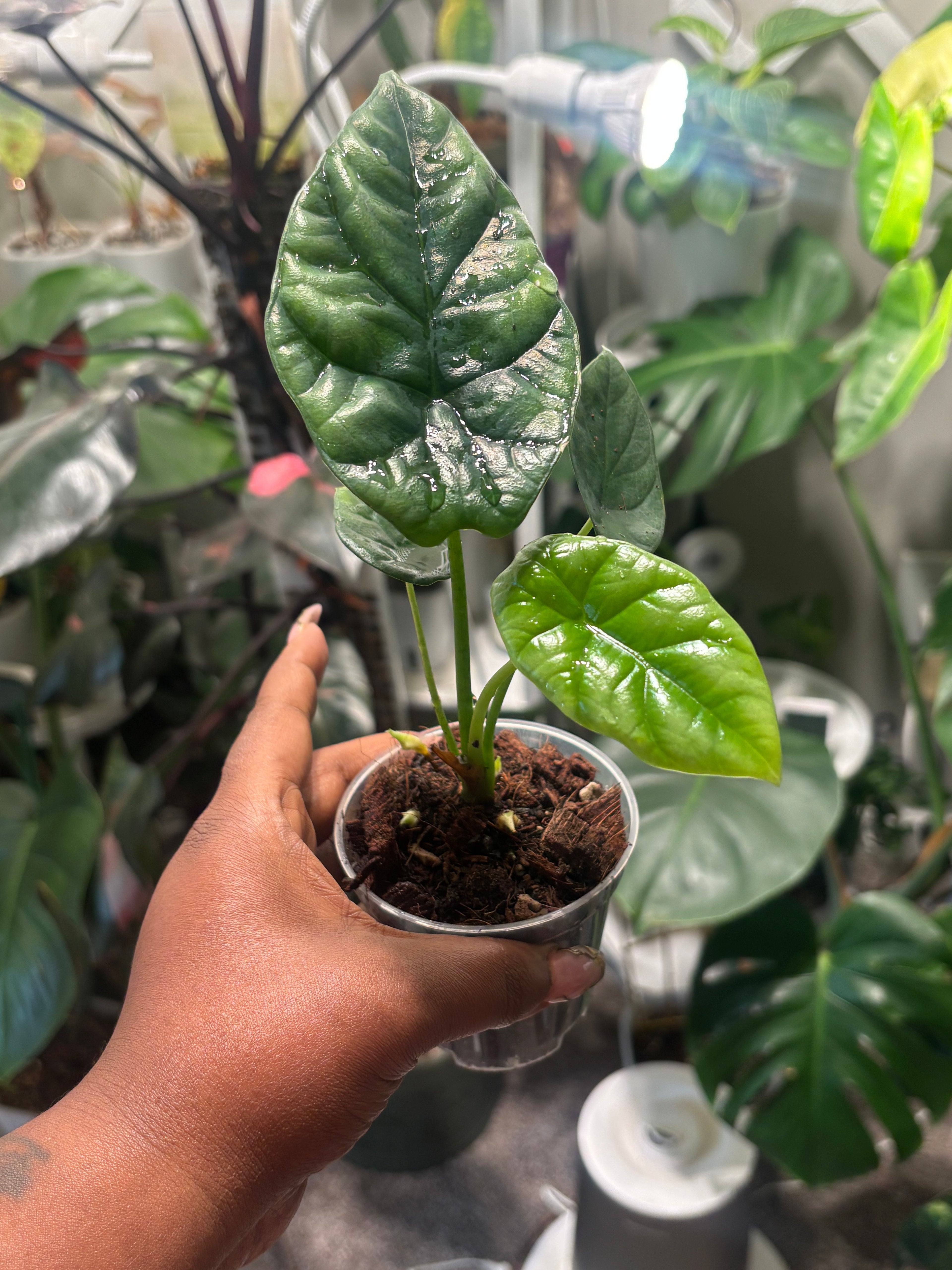 Live Plant: Alocasia sinuata “Quilted Dreams”