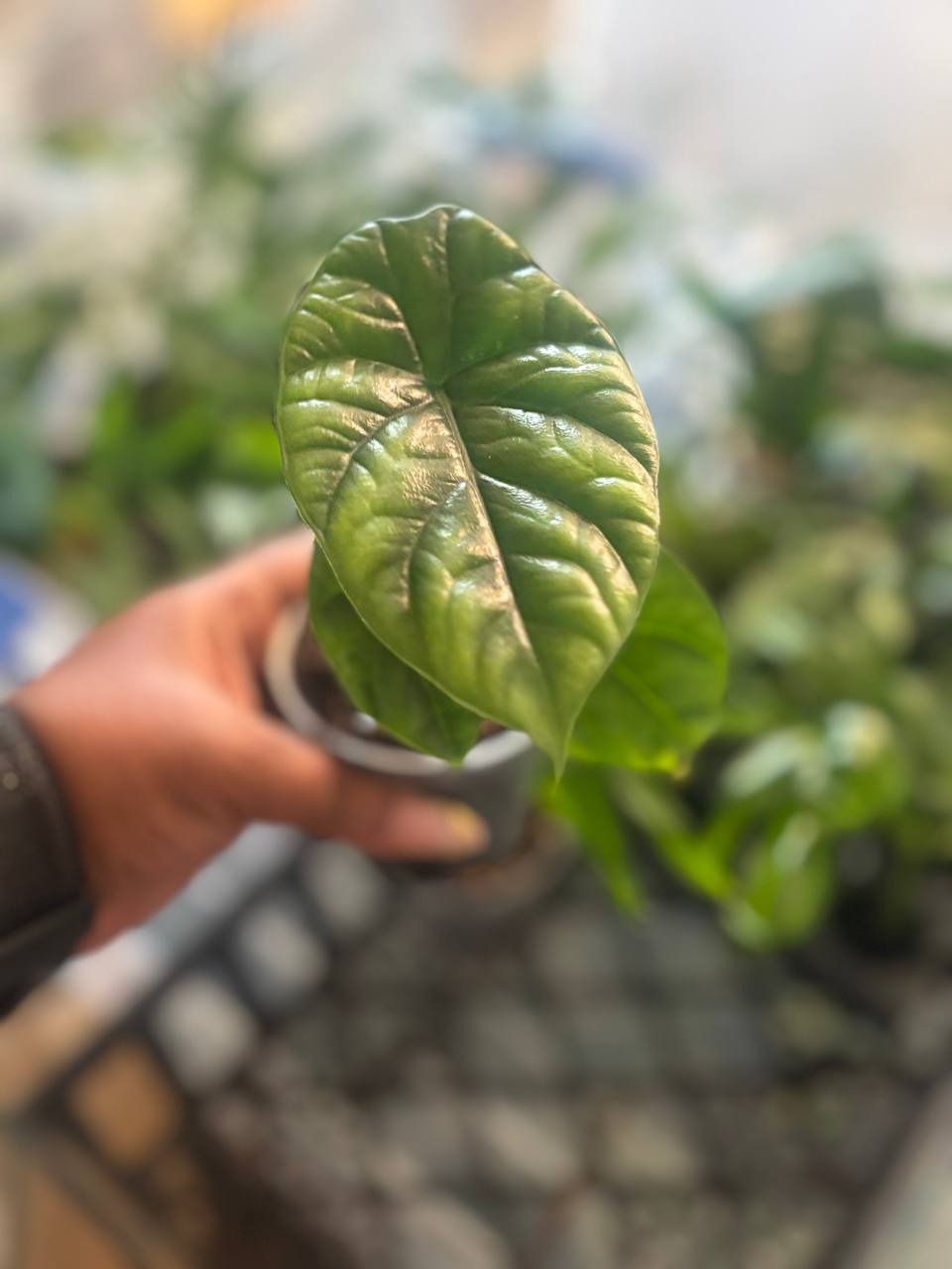 Alocasia sinuata “Quilted Dreams” live plant with glossy quilted green leaves in nursery pot