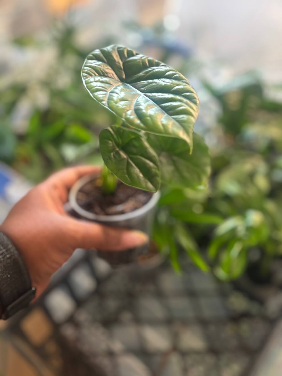 Small Alocasia sinuata “Quilted Dreams” starter plant showing textured green foliage