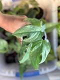 Amydrium Medium Silver live plant with silvery green split leaves, shown in a nursery pot