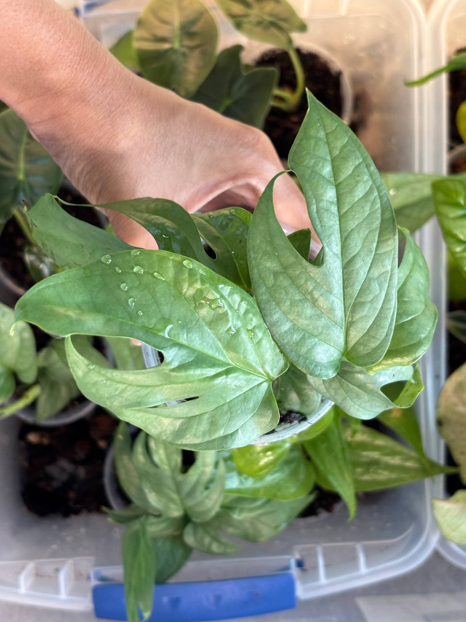 Top view of Amydrium Medium Silver live plant with silver-green foliage and developing split leaves