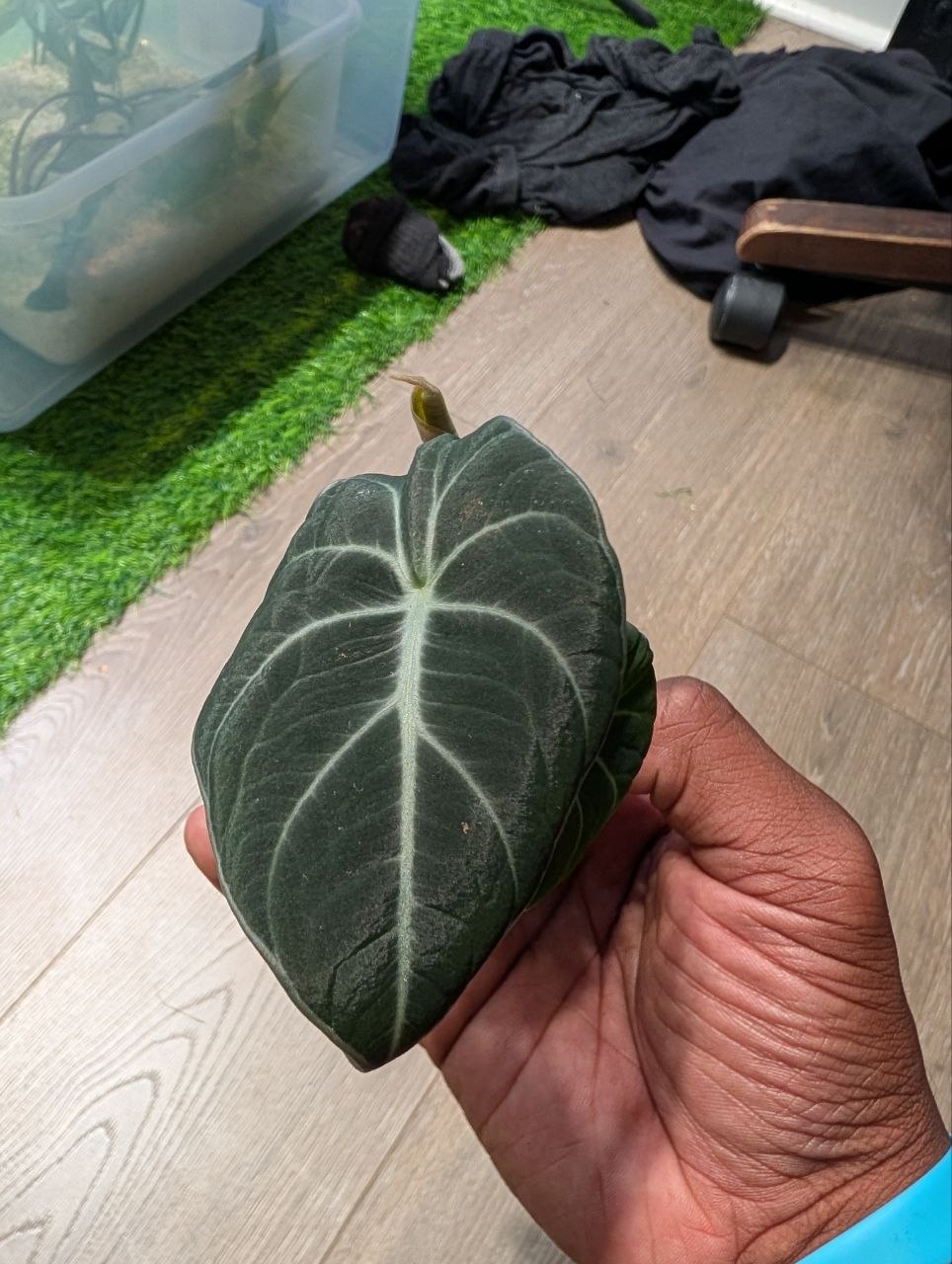 Alocasia Black Velvet starter plant with dark velvety leaves and silver veining