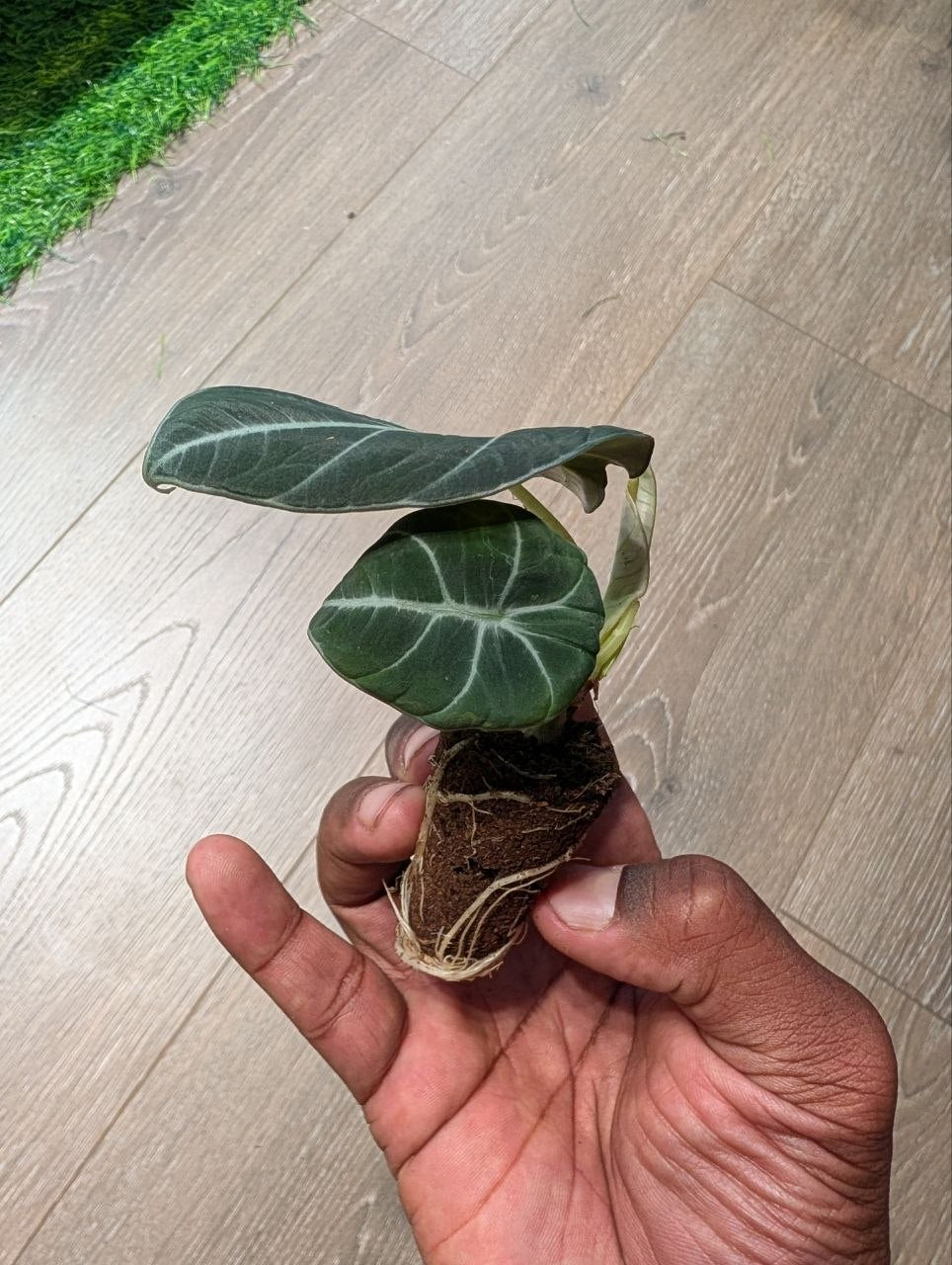 Alocasia Black Velvet starter plant with dark velvety leaves and silver veining