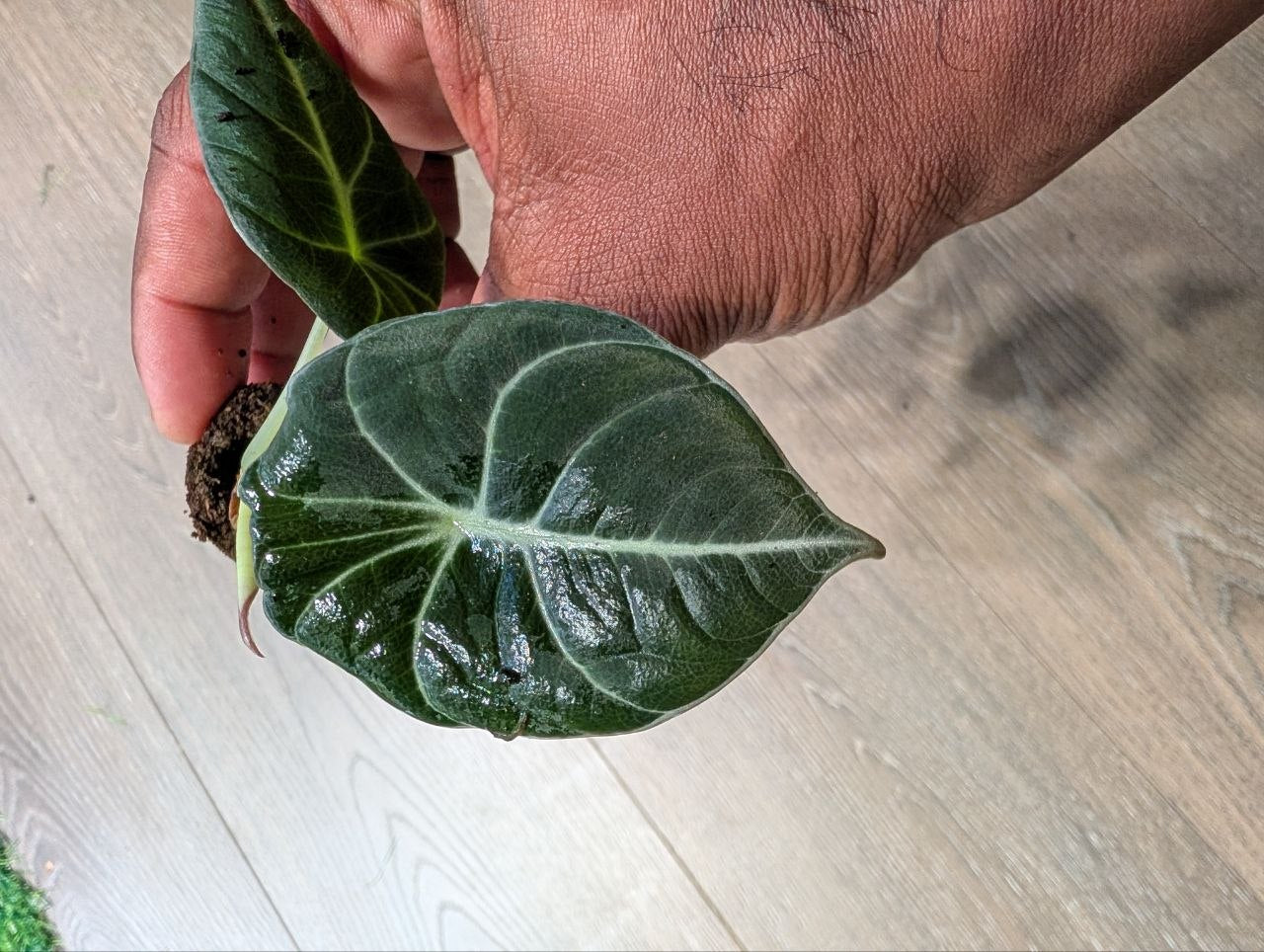 Alocasia Black Velvet starter plant with dark velvety leaves and silver veining