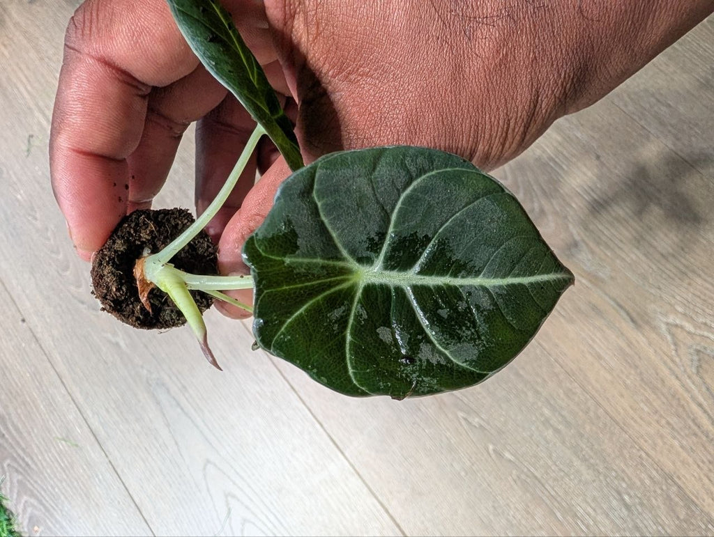 Alocasia Black Velvet starter plant with dark velvety leaves and silver veining