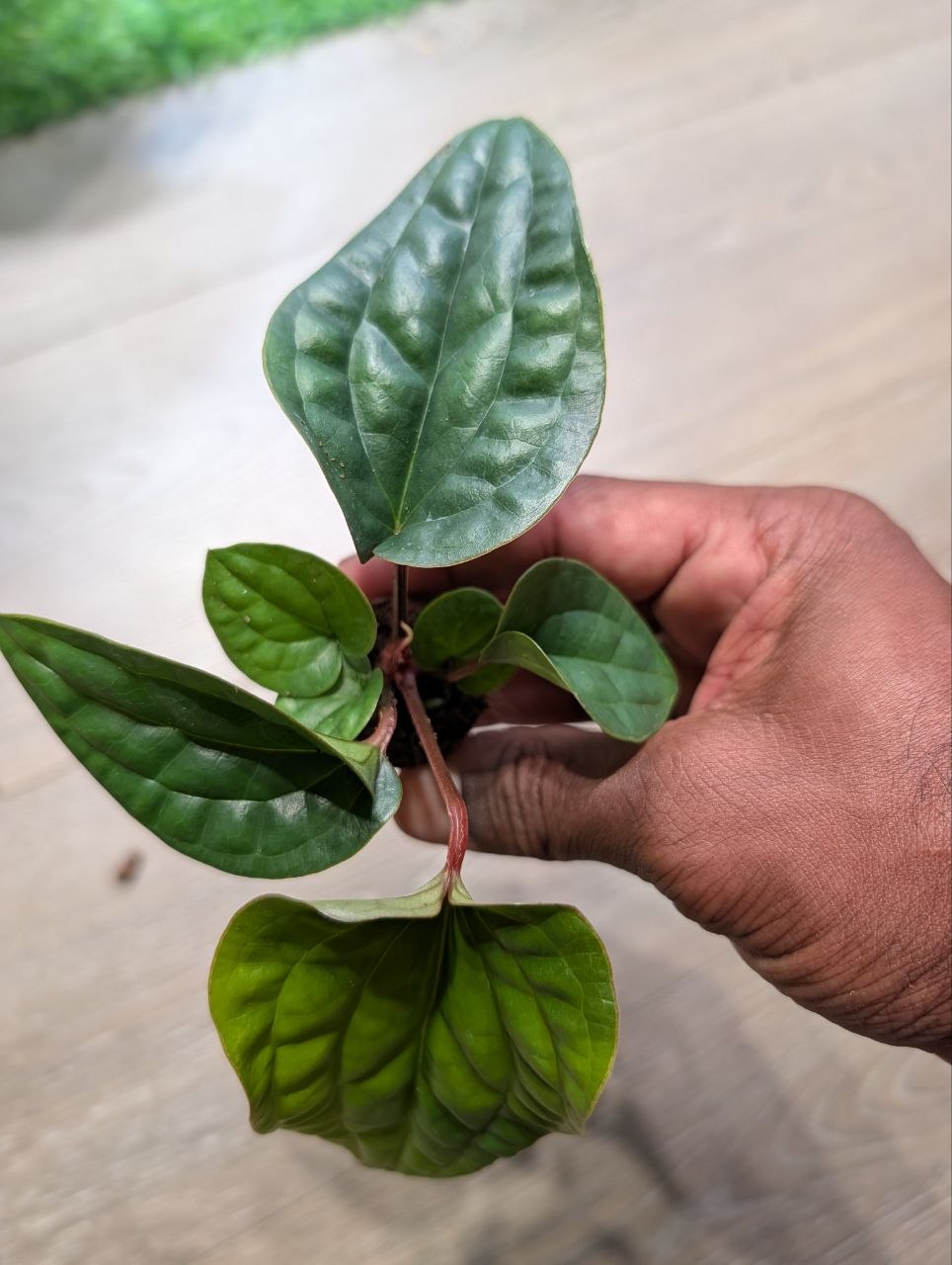 Anthurium radicans × luxurians live plant with quilted green foliage