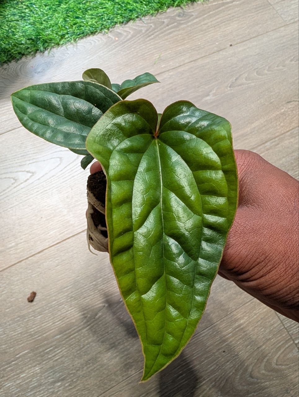 Anthurium radicans × luxurians live plant with quilted green foliage