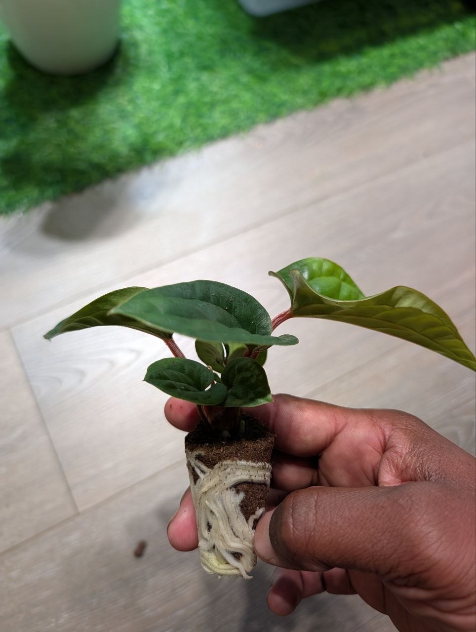 Anthurium radicans × luxurians live plant with quilted green foliage