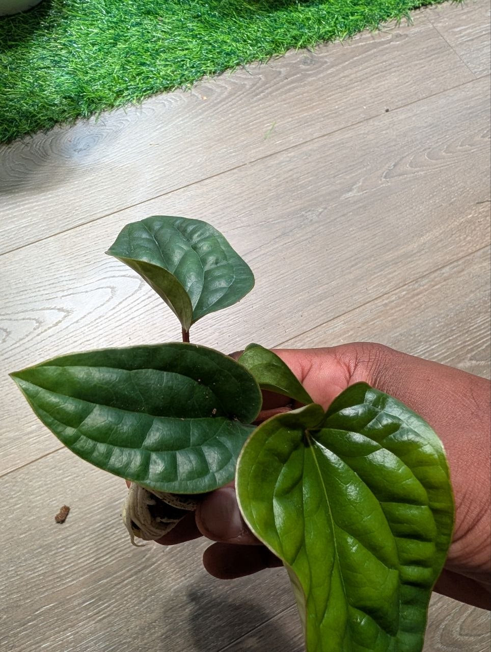 Anthurium radicans × luxurians live plant with quilted green foliage