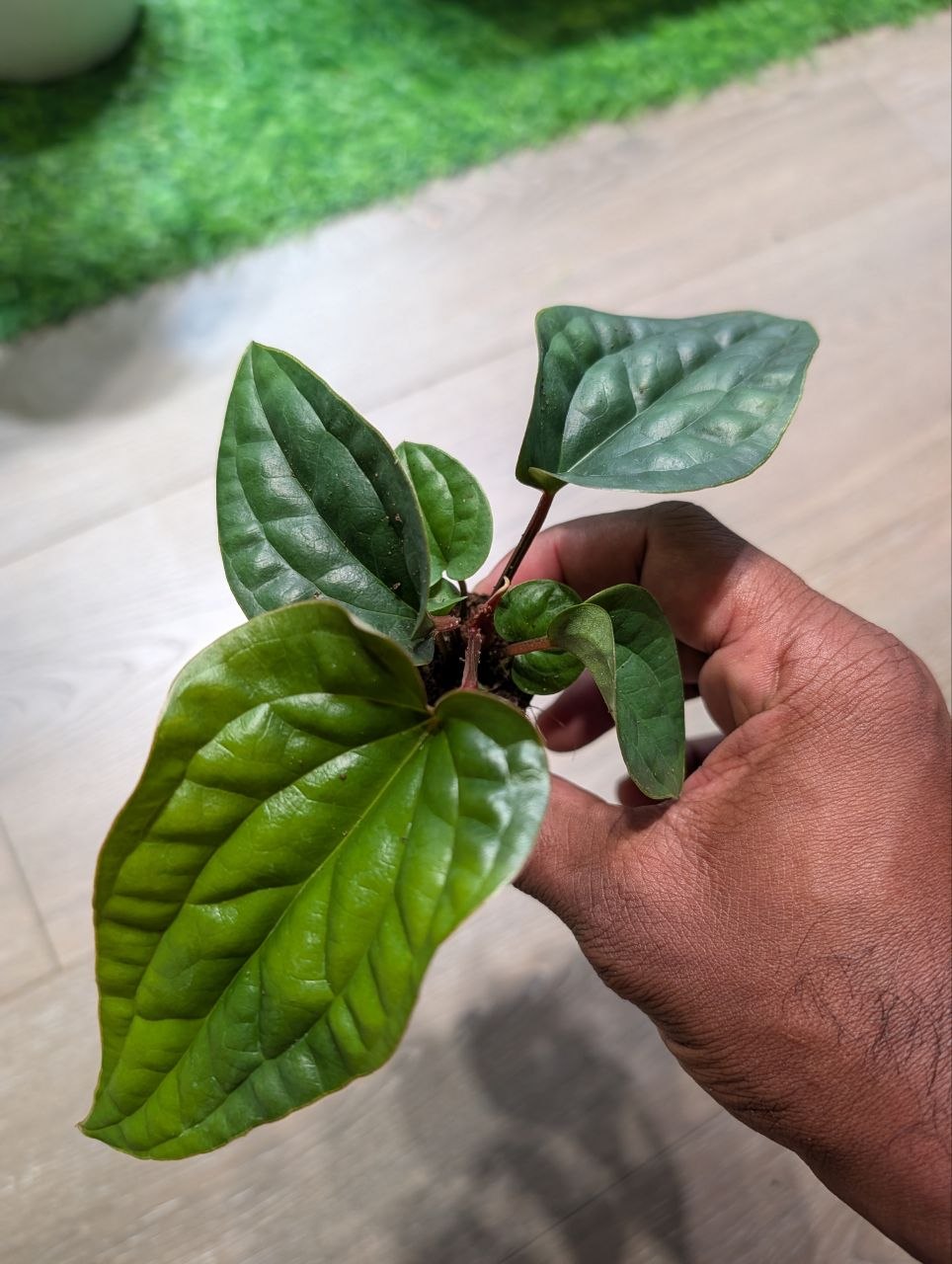 Anthurium radicans × luxurians live plant with quilted green foliage