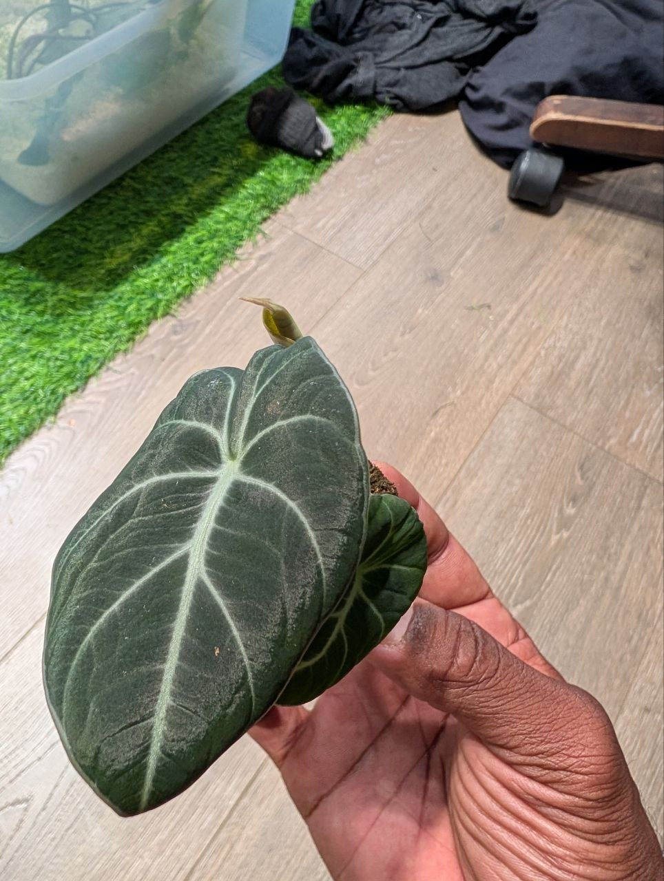 Alocasia Black Velvet starter plant with dark velvety leaves and silver veining