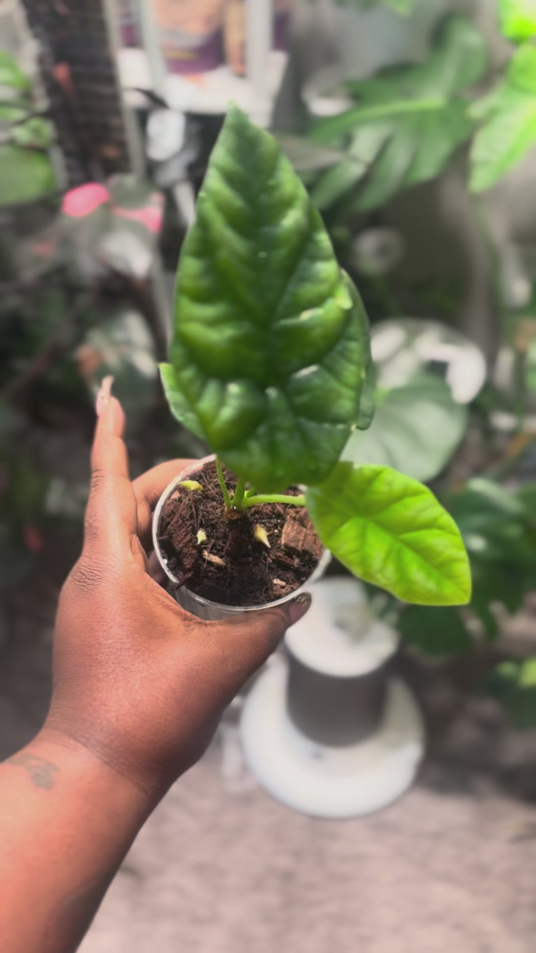 Live Plant: Alocasia sinuata “Quilted Dreams”