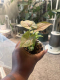 Detroit Plant Mom Syngonium Regina Red live plant in 3-inch pot — view 1