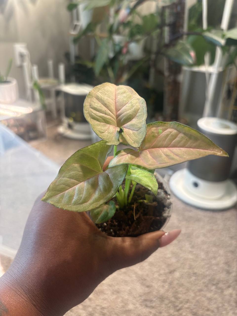 Detroit Plant Mom Syngonium Regina Red live plant in 3-inch pot — view 2
