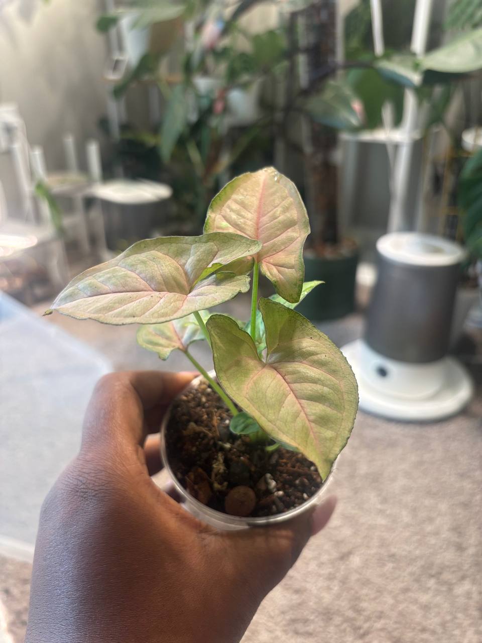 Detroit Plant Mom Syngonium Regina Red live plant in 3-inch pot — view 3